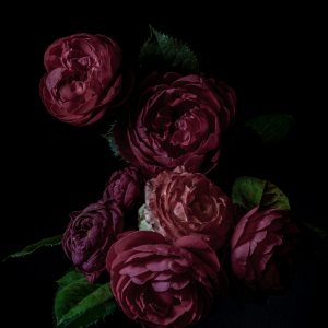 Dark Rose