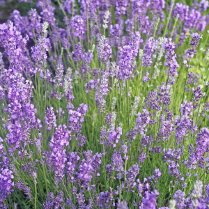 English Lavender