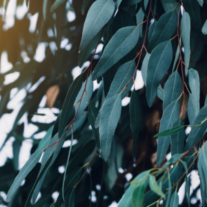 Eucalyptus Mint