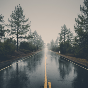 Forest Rain