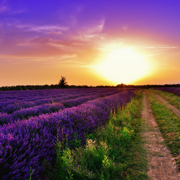 French Lavender