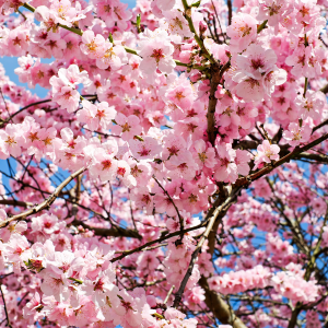 Japanese Cherry Blossom