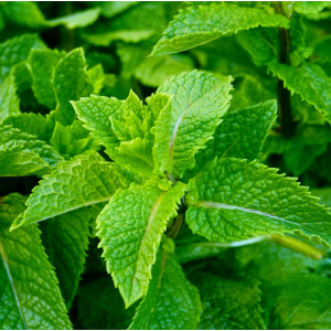 Peppermint Essential Oil