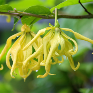 Ylang Ylang Essential Oil