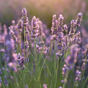 Eco Lavender