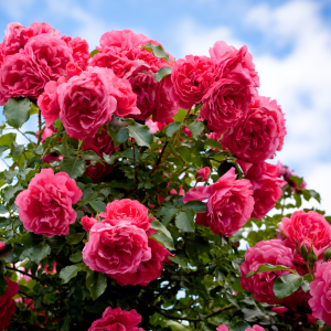 Eco Rose