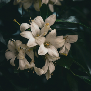 Eco Jasmine
