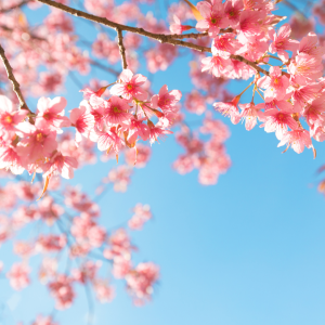 Eco Cherry Blossom