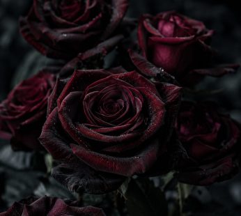 Eco Dark Rose