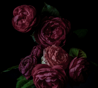 Dark Rose
