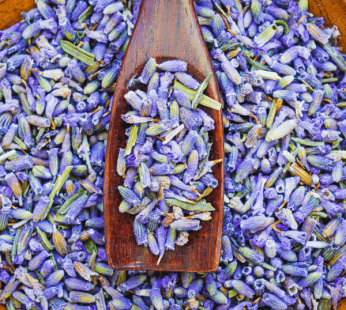 DRIED LAVENDER