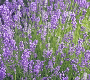 English Lavender