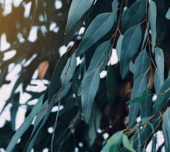 Eucalyptus Mint