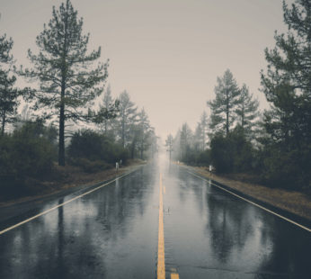 Forest Rain