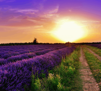 French Lavender