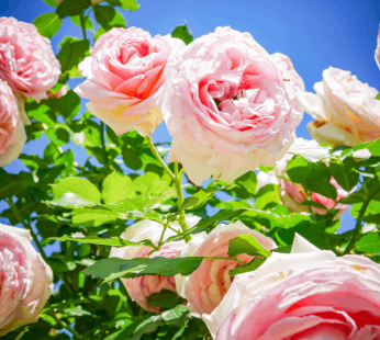 Garden Rose