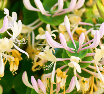 Honeysuckle Jasmine