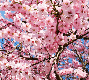 Japanese Cherry Blossom