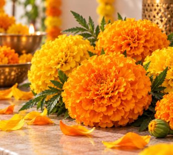 Marigold