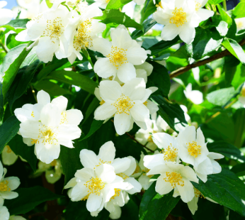 Midnight Jasmine