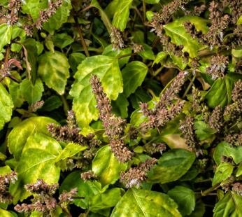 Tobacco Patchouli