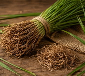 Vetiver