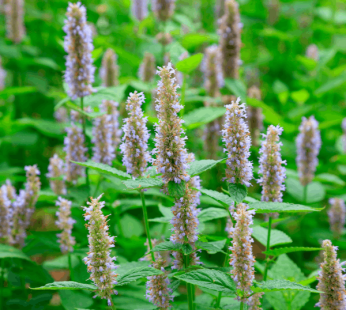 White Sage Patchouli