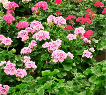 Geranium Essential Oil
