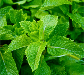 Peppermint Essential Oil