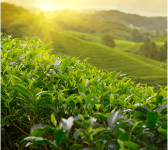 Tea Tree Essential Oil