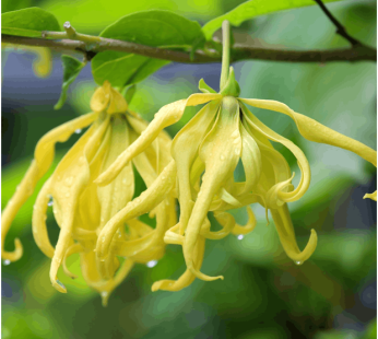 Ylang Ylang Essential Oil