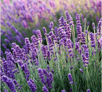 Lavender Essential Oil